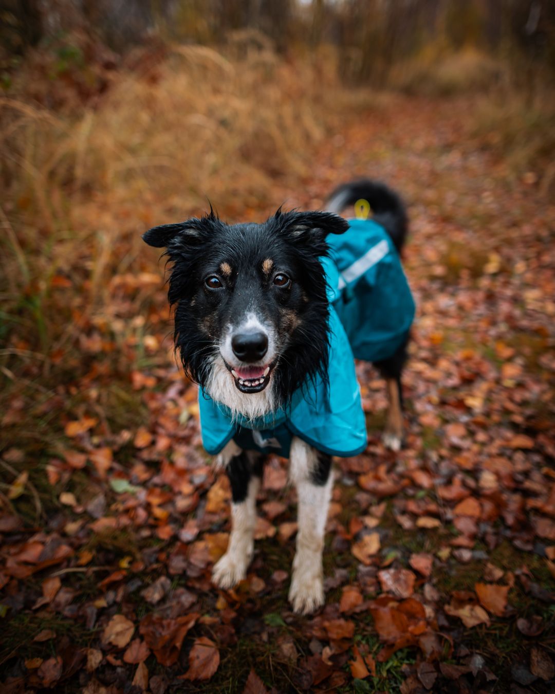 Fjord Lined Non-stop Dogwear